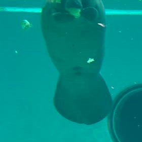 マナティの画像