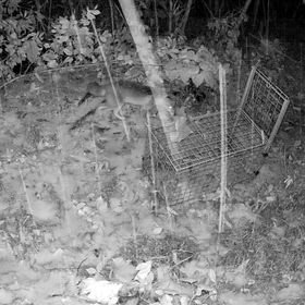 ワイルドライフの画像