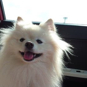 久しぶりにドッグ  ランの画像