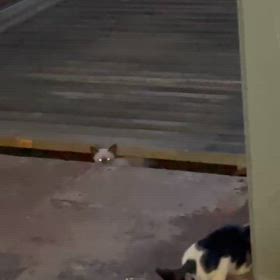 なんとか、今の酷暑乗り越えて！の画像