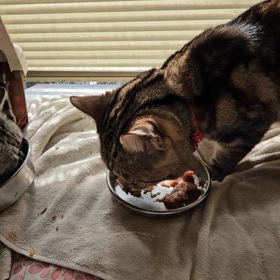 いつものニャンズの食事のひとこま動画。の画像