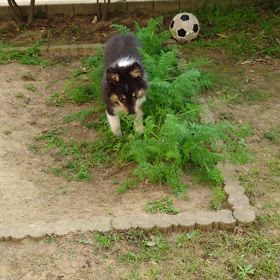 シェルティの日の画像