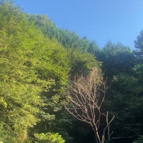 8月最後の林道歩き　ミンミンゼミとツクツクホーシの大合唱の画像