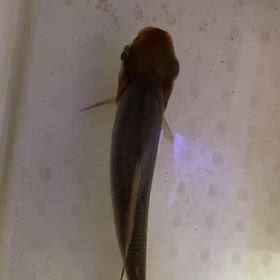 ★カラプロ！★の画像