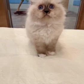 サイベリアンでは珍しい ブルーアイズ&シールポイントの フレデリック君の画像