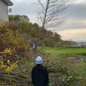 樹木の伐採の画像