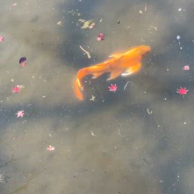 ヒレナガ錦鯉の画像