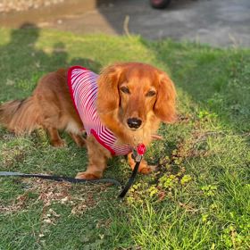 早朝散歩に行ってきましたU^ェ^Uゞの画像