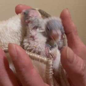 チビチビちゃんが元気に入荷致しました〜！！の画像