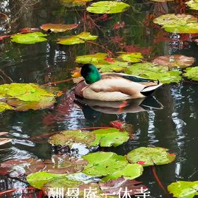 京都 酬恩庵一休寺 お庭の風景リール動画の画像