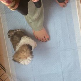 ベビィちゃんの運動会の画像