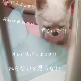 元気になった『どすこい』の画像