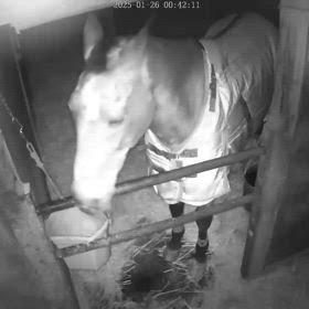 やはり強い馬・・・！！の画像