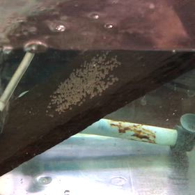 産卵 2日目  ”ハイブリッドエンゼル  ペア No.6  産卵 2回目”の画像