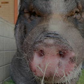 ありがとうの画像