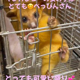 キンカジューの画像