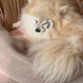 クル 動画の画像