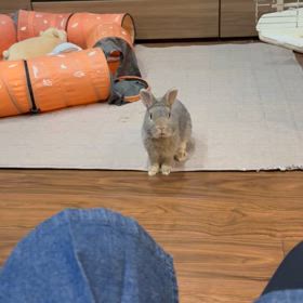 しゃべるうさぎラビの画像