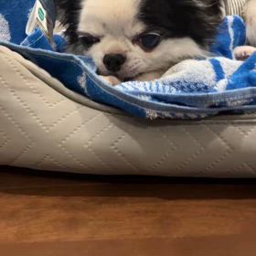 ワンチャンの顔の痙攣の画像