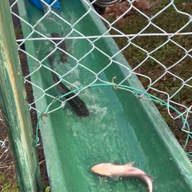 ☆新ベラ放流❗️大助‼️☆の画像