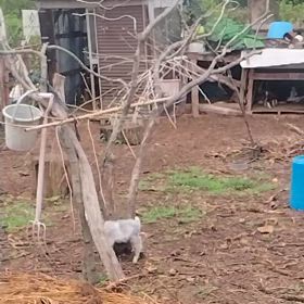 連れて帰りたいの画像