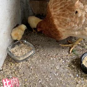 比内地鶏のヒヨコが生まれた!の画像