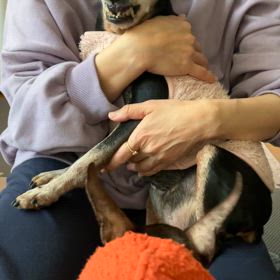 二頭飼い生活の画像