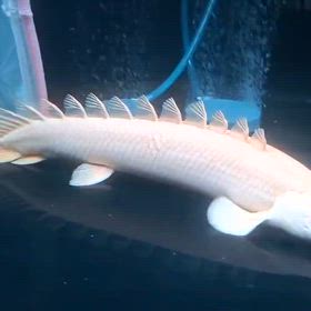 新年度にふさわしい怪物輸入しますよ！の画像