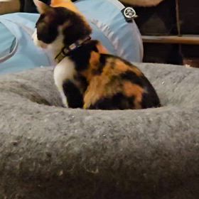 家族が増えましたの画像