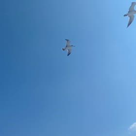 かーもめーかーもめーの画像