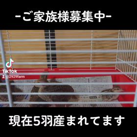 ご家族様募集中のイワシャコの画像