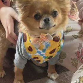 歌わせてみましたの画像