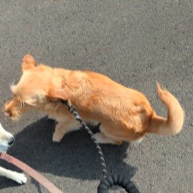 多頭散歩してみたの画像