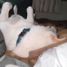 足がはえてたwの画像