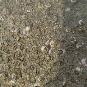 曇りでまったりの画像