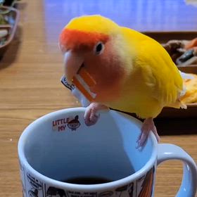 それやめて(๑•́︿•̀๑)の画像