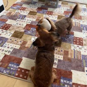 おもちゃの取り合いの画像