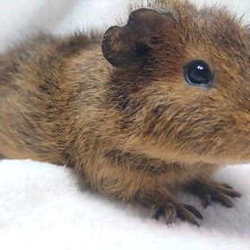 テディモルモット♂ご家族様募集中！の画像