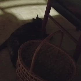 コマチ再来の画像