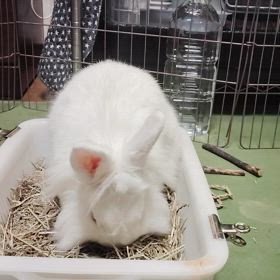 今日のにしろ君の画像