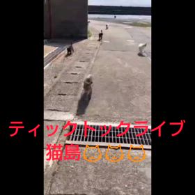 ひなまつりの日、女の子をお祝いしよう(=^_^=) の画像