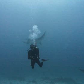 セブ島旅行  フィリピン観光  セブ島アクティビティ  セブ島ダイビングの画像