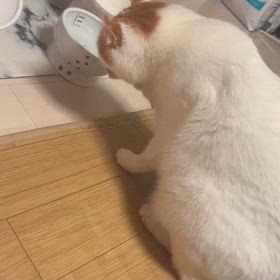 手で水を飲む猫の画像