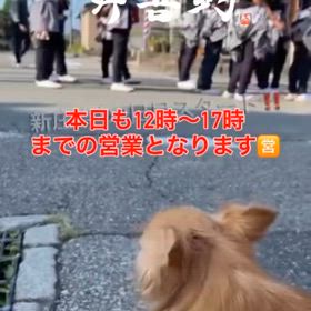 ‥ 　ワンコもお祭り　（笑） ‥の画像