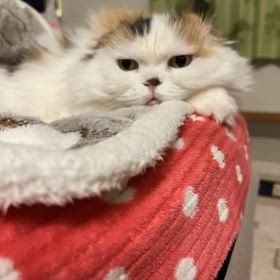 やってみた(作ってもらった)の画像