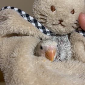 明日から販売中‼︎の画像