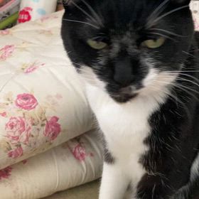 いとふくのあごの画像