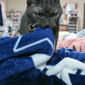 多忙の合間に昼寝の画像