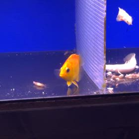 伝説の300万！Blaze Tigerご成約頂きました！！の画像