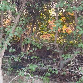 外から聞こえる変な声の画像